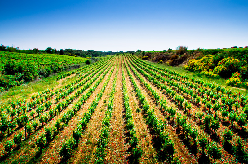 agricultura ecológica, viñedos