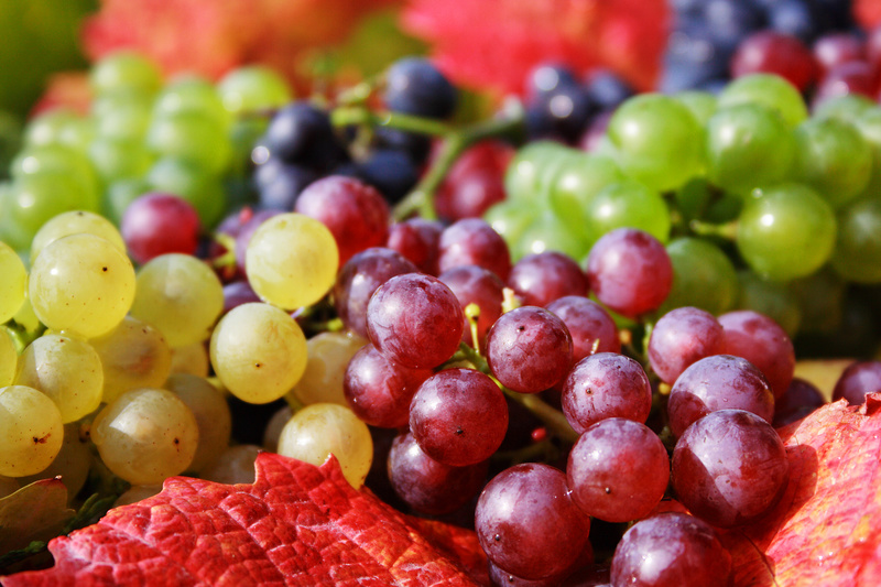 racimos de uvas de agricultura biodinámica