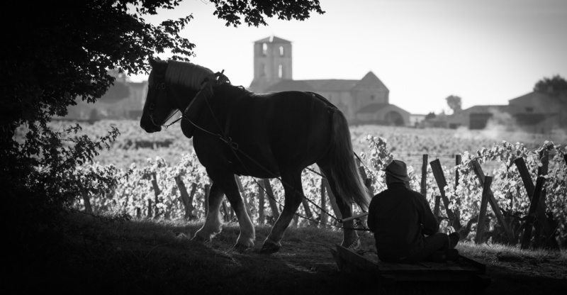 caballo de tiro y biodinámica en las vides