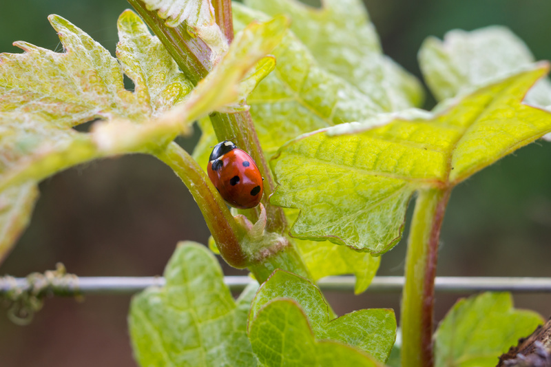 biodinámica, mariquita, vid