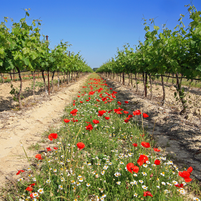 amapolas y biodinámica en las vides