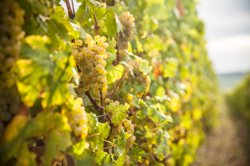 uvas de agricultura ecológica
